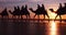 Breathtaking Silhouettes of Camels on Cable Beach in Broome, Australia