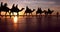 Breathtaking Silhouettes of Camels on Cable Beach in Broome, Australia