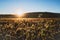 Breathtaking sunrise bathes a frost-kissed field in warm golden light.