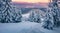 Breathtaking sunrise in the mountains. Fresh snow covered slopes and fir trees in Carpathian mountains,