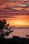 A Breathtaking Sunset Over the Sea and Silhouetted Trees