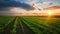 The Breathtaking Sunset Over Vast Agricultural Fields in South Ukraine: A Majestic Display of Black