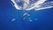 Breathtaking underwater speedy following the short-beaked common dolphins in blue ocean clear waters
