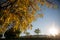 Breathtaking view of a bright sun shining onto a gorgeous yellow tree under a clear sky