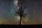 Breathtaking view of the silhouette of a huge tree with a colorful and starry sky in the background