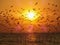 Breathtaking View of Uncountable Flying Seagulls Against the Golden Morning Sun over the Sea