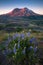 The breathtaking views of the volcano and amazing valley of flowers. Harry`s Ridge Trail. Mount St Helens National Park. USA