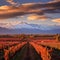 Breathtaking Vineyard Landscape in Mendoza, Argentina
