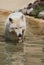 Breathtaking White Wolf In A Remote Location