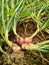 Brebes shallots ready to harvest