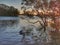 Breckenridge Channel in Wallis Lake Lake @ Forster New South Wales Australia