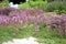 Breckland thyme, wild thyme on the stone wall