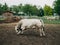 Breed of Argentine bull reared for meat