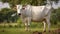breed brahman cow
