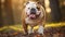 breed bulldog english