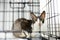 Breed Cornish Rex cat during the examination in veterinary clinic. Pet health. Care animal. Homelessness cat in a cage in an