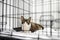 Breed Cornish Rex cat during examination in veterinary clinic. Pet health. Care animal. Homelessness cat in a cage in an animal