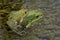 Breed of couple field frogs on green algae in the water