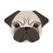 Breed of a dog, a pug.Pug`s muzzle single icon in cartoon style vector symbol stock illustration web.