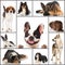 Breed dogs collage