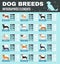 Breed Dogs Infographics