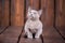 Breed of European Burmese cat, gray, sitting on a brown wooden background