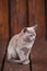 Breed of European Burmese cat, gray, sitting on a brown wooden background