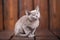 Breed of European Burmese cat, gray, sitting on a brown wooden background