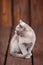 Breed of European Burmese cat, gray, sitting on a brown wooden background