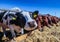 breed of hornless dairy cows eating silos fodder in cowshed farm