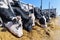 breed of hornless dairy cows eating silos fodder in cowshed farm