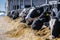 breed of hornless dairy cows eating silos fodder in cowshed farm