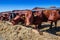 breed of hornless dairy cows eating silos fodder in cowshed farm somewhere in central Ukraine, agriculture industry, farming and