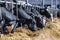 breed of hornless dairy cows eating silos fodder in cowshed farm somewhere in central Ukraine, agriculture industry, farming and