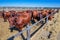 breed of hornless dairy cows eating silos fodder in cowshed farm somewhere in central Ukraine, agriculture industry, farming and