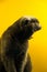 Breed scottish fold cat yawns and roar on a yellow background, portrait beautiful animal with a silhouette, copy space