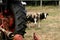 A breed of sheep called Godfrey on a farm in the UK