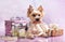Breed Yorkshire Terrier and gifts