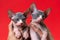 Breeder female of cattery shows two cute bicolor kittens of Canadian Sphynx on red background