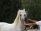 Breeder hold a horse with bridle on a horse show.