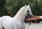 Breeder hold a horse with bridle on a horse show.