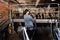 Breeder prepares sheep for milking