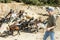 Breeder watching herd of goats walking to feedlot outdoors