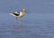 Breeding adult American avocet Recurvirostra americana foraging