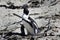 Breeding African Penguin at Boulders Beach, Cape