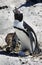 Breeding African Penguins at Boulders Beach, Cape