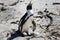 Breeding African Penguins at Boulders Beach, Cape