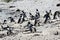 Breeding African Penguins at Boulders Beach, Cape