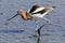 Breeding American Avocet Adult Foraging in Wetlands