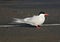 Breeding Arctic Tern in New Zealand